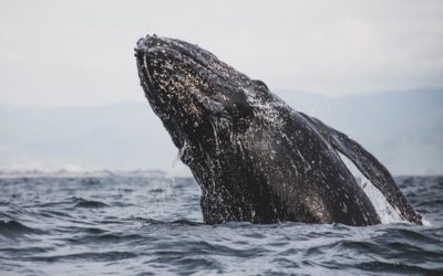 Whale Watching Gold Coast – Where and How